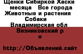 Щенки Сибиркой Хаски 2 месяца - Все города Животные и растения » Собаки   . Владимирская обл.,Вязниковский р-н